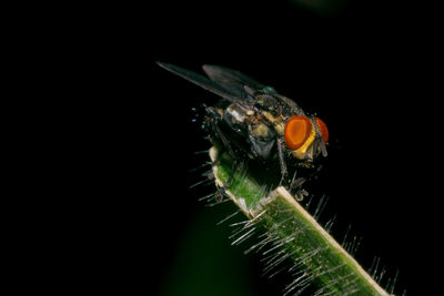 Close-up of insect on black background