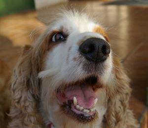 Close-up portrait of dog