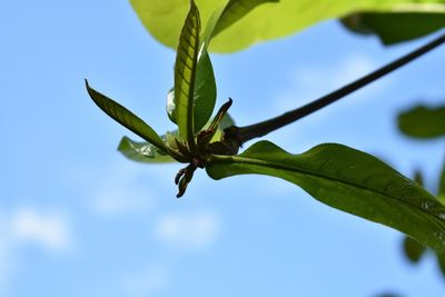 Low angle view of plant leaves against blue sky