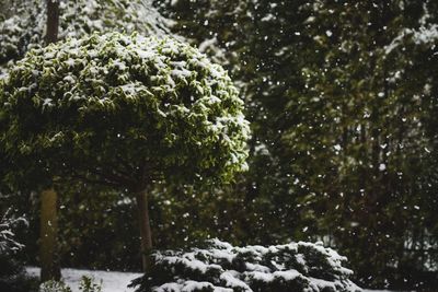 Trees during winter