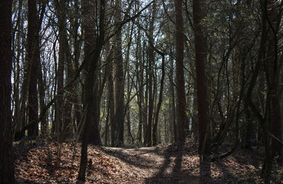 Trees in forest