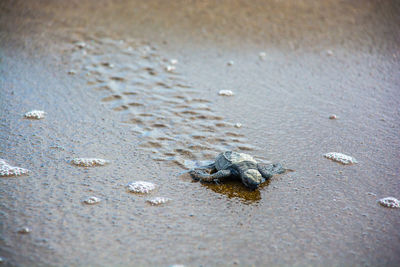 Close-up of crab on sand at beach