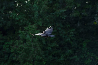 View of bird flying