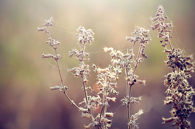 Close-up of wilted plant