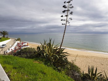 Plants growing on beach against sky