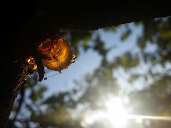 Low angle view of insect on tree