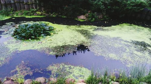 Reflection of trees in water