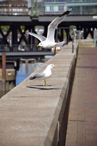 Seagull on a footpath