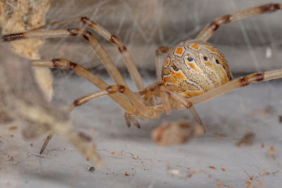 Close-up of spider