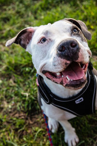 Close-up portrait of a dog