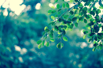 Close-up of leaves on tree