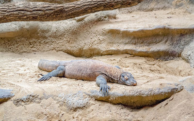 Lizard on rock