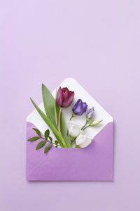 Close-up of pink roses against white background