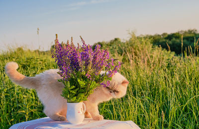 Low angle view of flowering plants on field