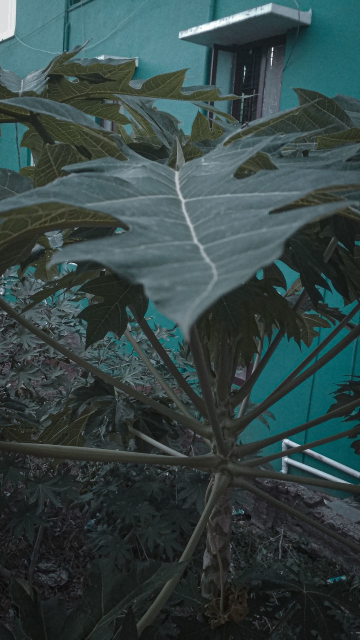 HIGH ANGLE VIEW OF DRY LEAVES ON BUILDING