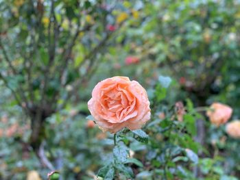 Close-up of pink rose