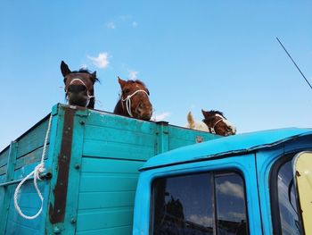 Low angle view of horses in truck against blue sky