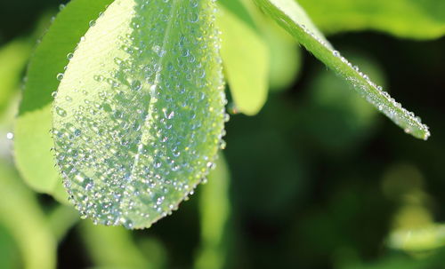 Close-up of water drops on leaf