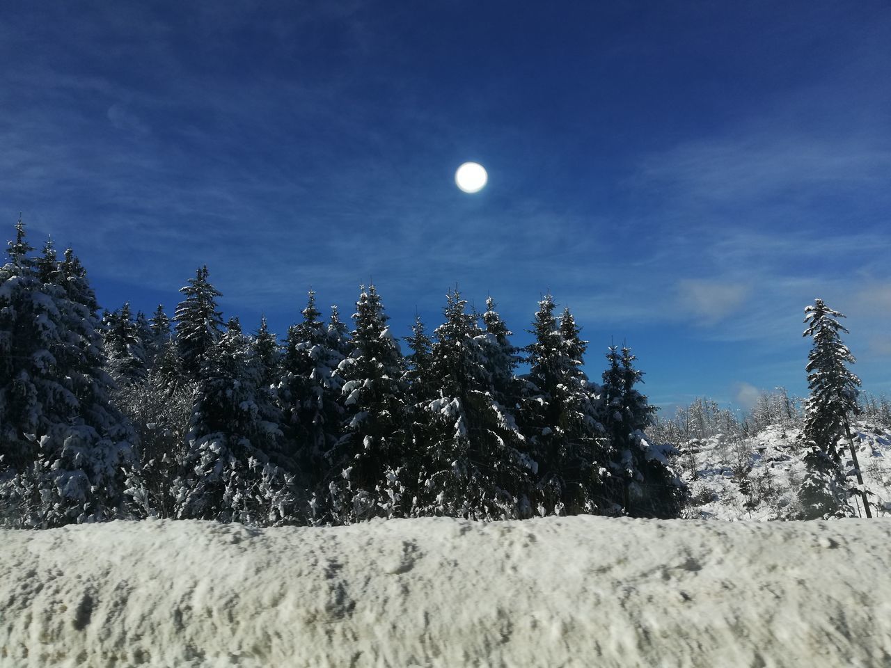 VIEW OF PINE TREES AGAINST SKY