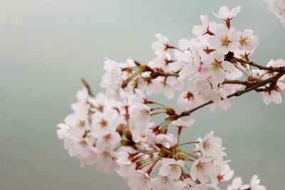 Close-up of cherry blossoms in spring