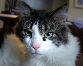 Close-up portrait of cat