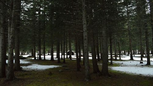 Trees in forest