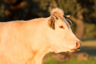 Close-up of a horse