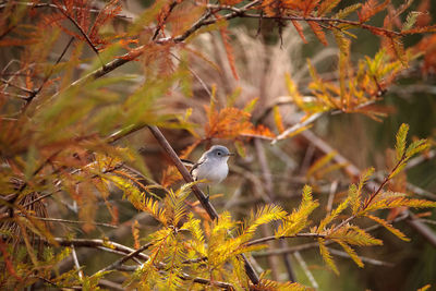 Grey catbird dumetella carolinensis perches on a tree in naples, florida in winter.