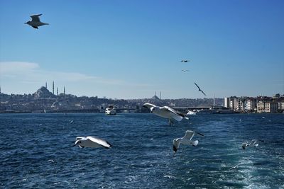 Seagulls flying over sea with cityscape in background