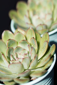 Close-up of succulent plant