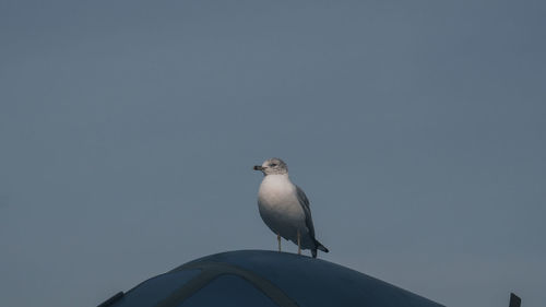 Low angle view of seagull perching on roof against clear sky