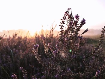 Close-up of purple flowering plants on field against sky