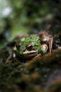Close-up of frog