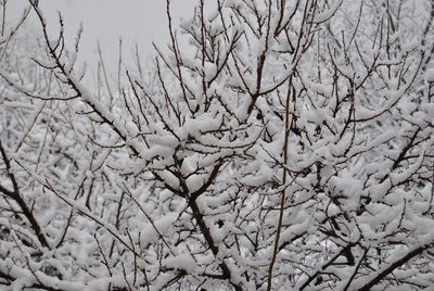 Full frame shot of bare tree during winter