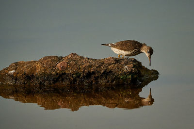 Bird in lake