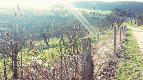 Sun shining through plants