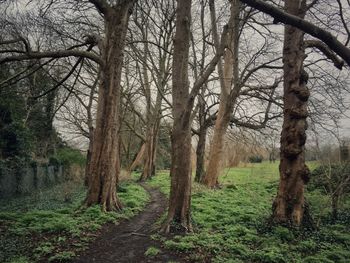Bare trees in forest