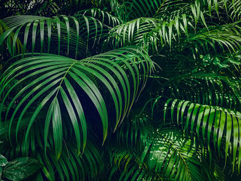 Close-up of palm tree