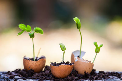 Close-up of seedlings in eggshell