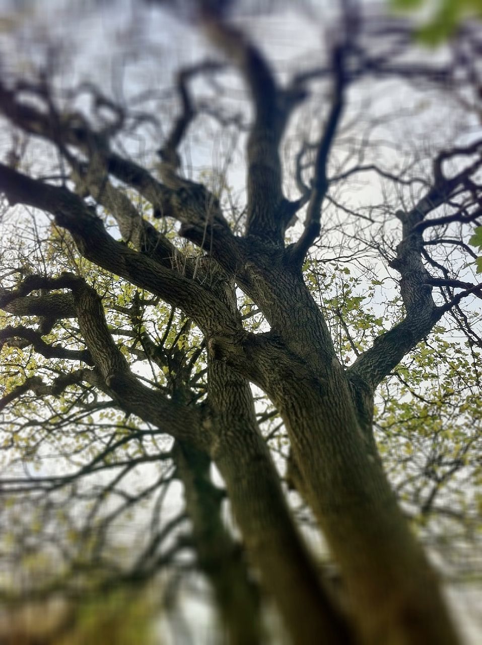 tree, branch, tree trunk, low angle view, nature, growth, bare tree, tranquility, selective focus, focus on foreground, day, outdoors, no people, forest, close-up, beauty in nature, full frame, backgrounds, sunlight, sky