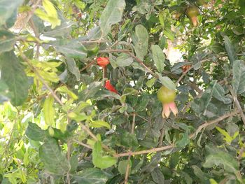 Close-up of berries growing on tree