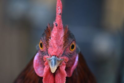 Close-up portrait of rooster