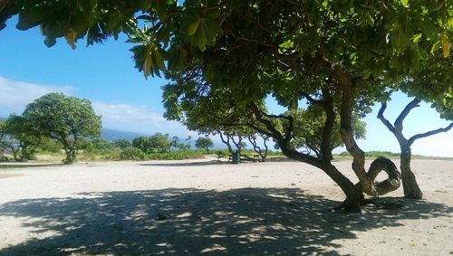 Trees in park