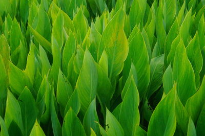 Full frame shot of crops growing on field