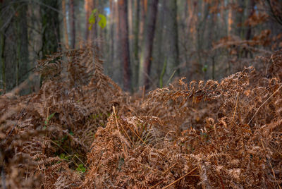 View of trees in forest