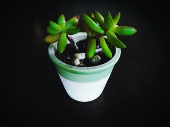 High angle view of succulent plant in bowl on table