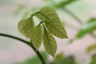 Close-up of green leaves