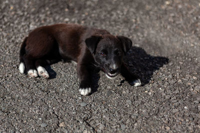 Black puppy standing on the ground . domestic pet looking in camera