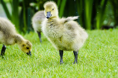 Close-up of ducklings on field