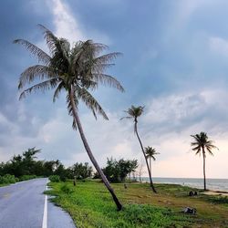 Palm trees by road against sky